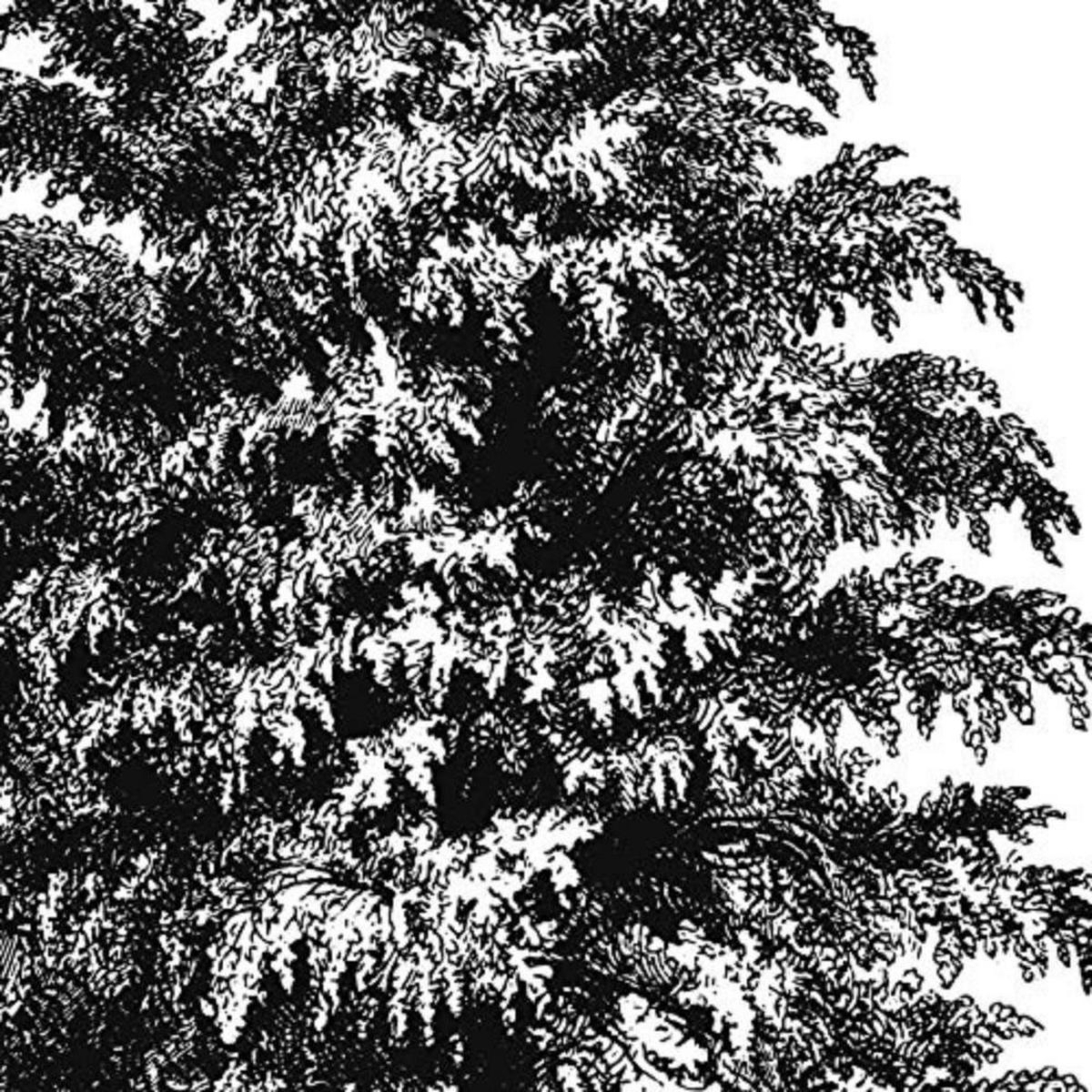 POSTER Set mit 4 Blättern der Bäume struktur 20x20cm Rahmenlos - Klar, Papier (20/3cm) - Nacnic