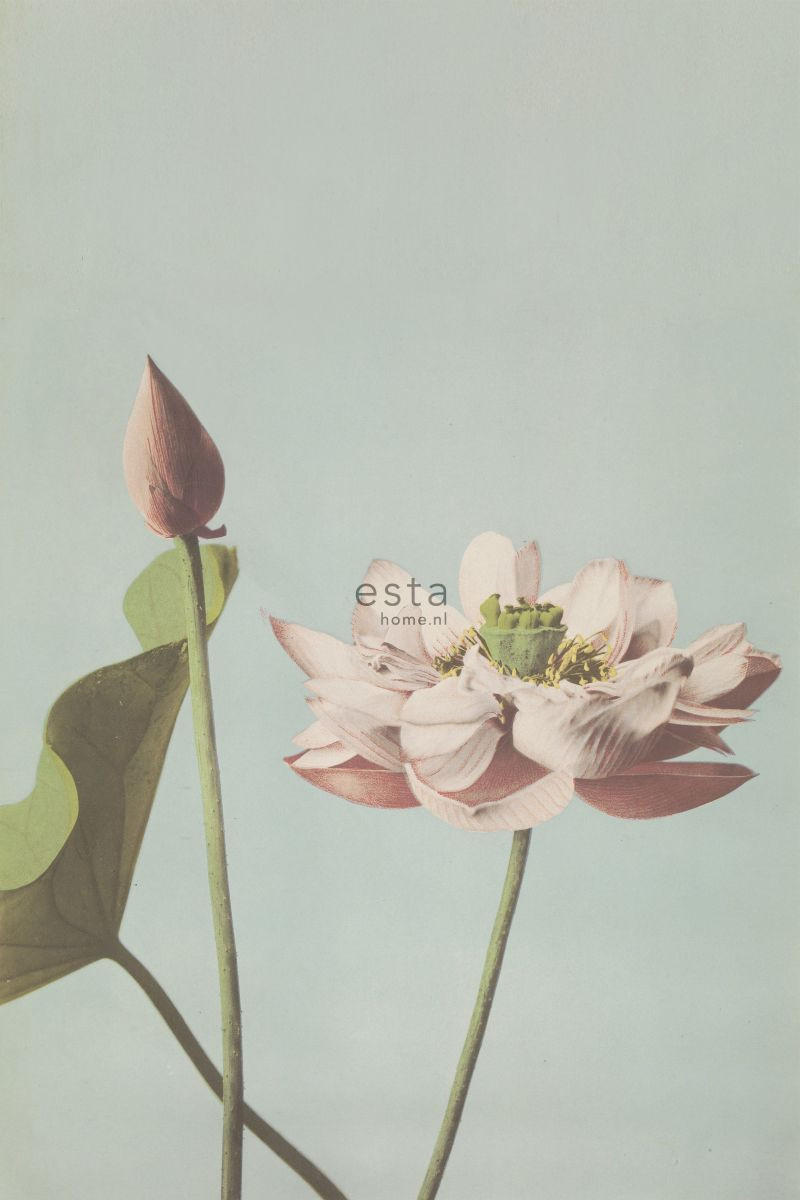 FOTOTAPETE Lotusblume 186 x 279 cm - Türkis, Papier (186/279cm) - ESTAhome