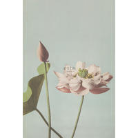 FOTOTAPETE Lotusblume 186 x 279 cm - Türkis, Papier (186/279cm) - ESTAhome