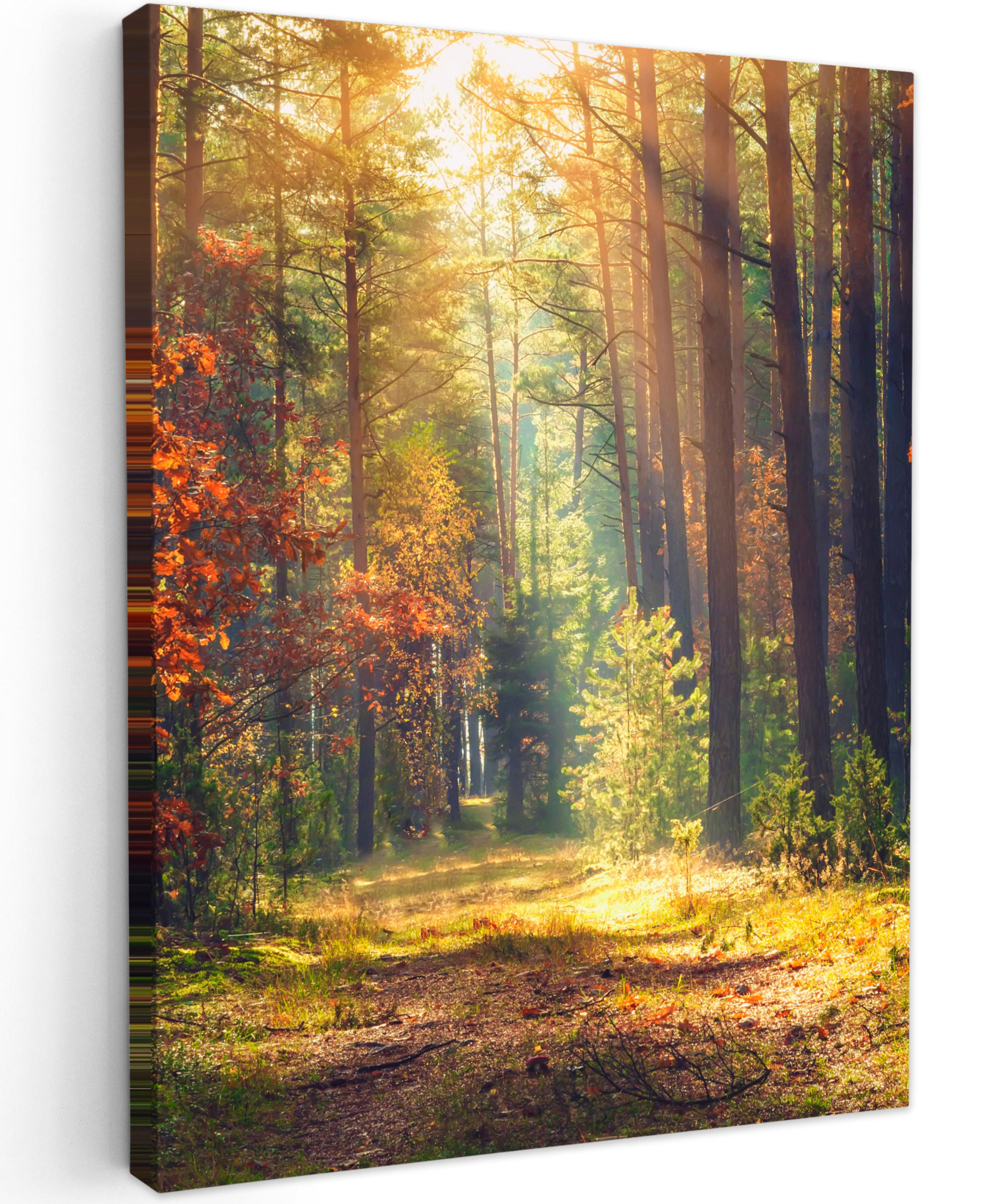 LEINWANDBILD Wald - Herbst - Bäume 30x40 cm - Dunkelgrün, Textil (30/40cm) - MuchoWow