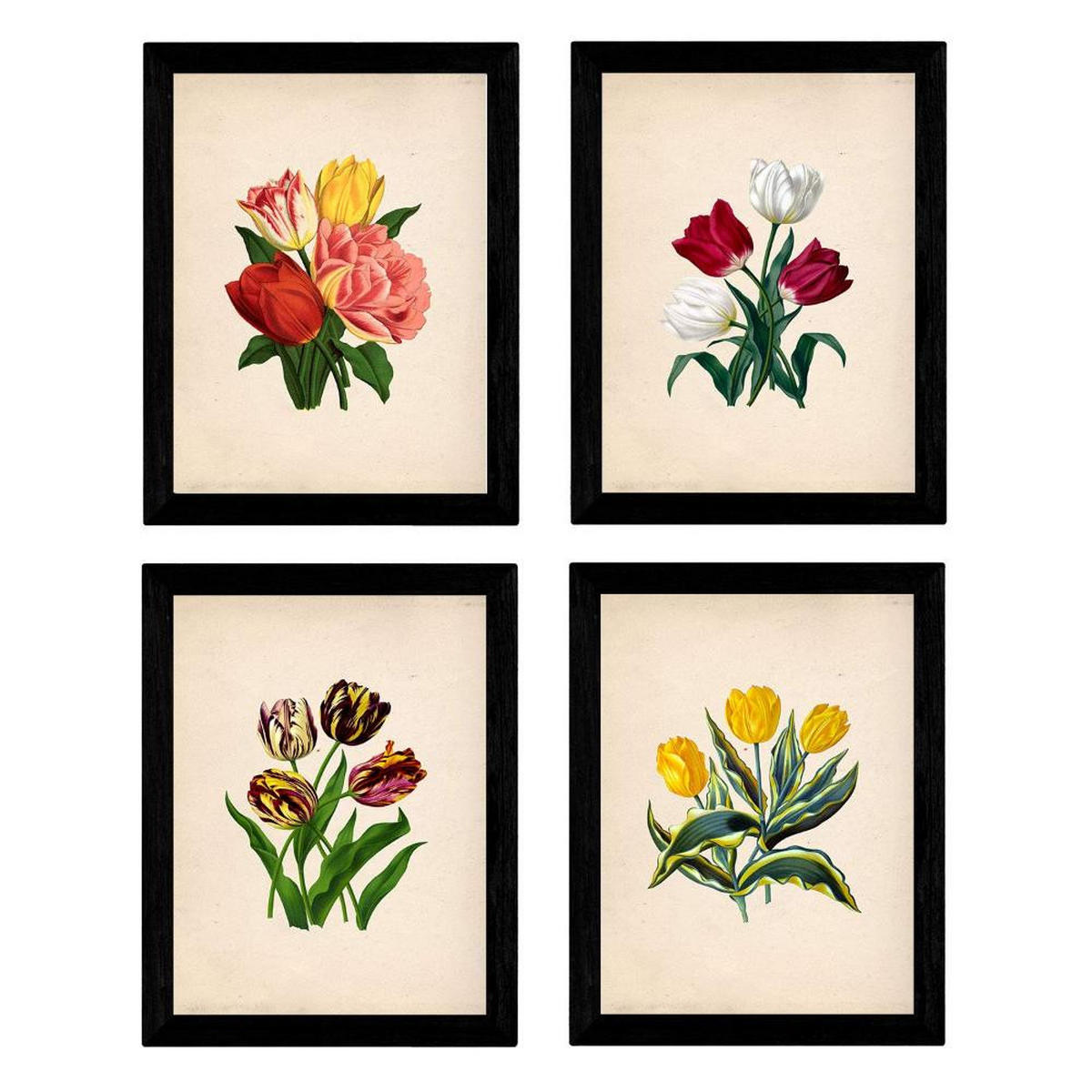 POSTER Set mit 4 Botanische Papier Hintergrund Tulpen A3 Rahmenlos - Klar, Papier (29.7/3cm) - Nacnic