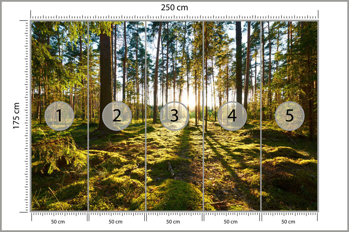 FOTOTAPETE für Küche Sonnenaufgang WALD Moss Bäume Sonnenstrahl 250x175 - Gelb/Braun, Papier (250/175cm) - Muralo