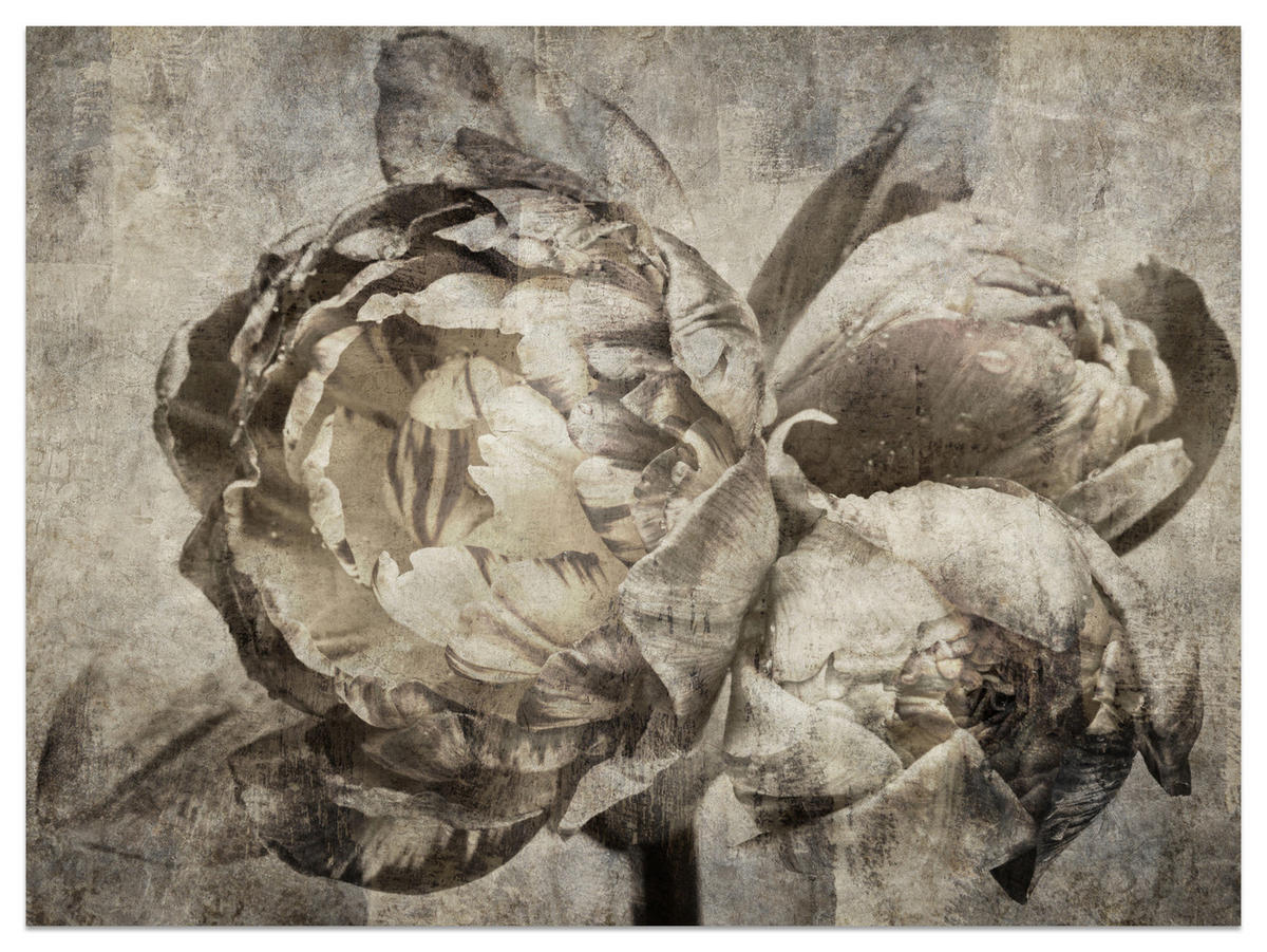 FOTOTAPETE Pfingstrosen Blumen Beton Vintage 250x175 - Beige/Braun, Papier (250/175cm) - Muralo