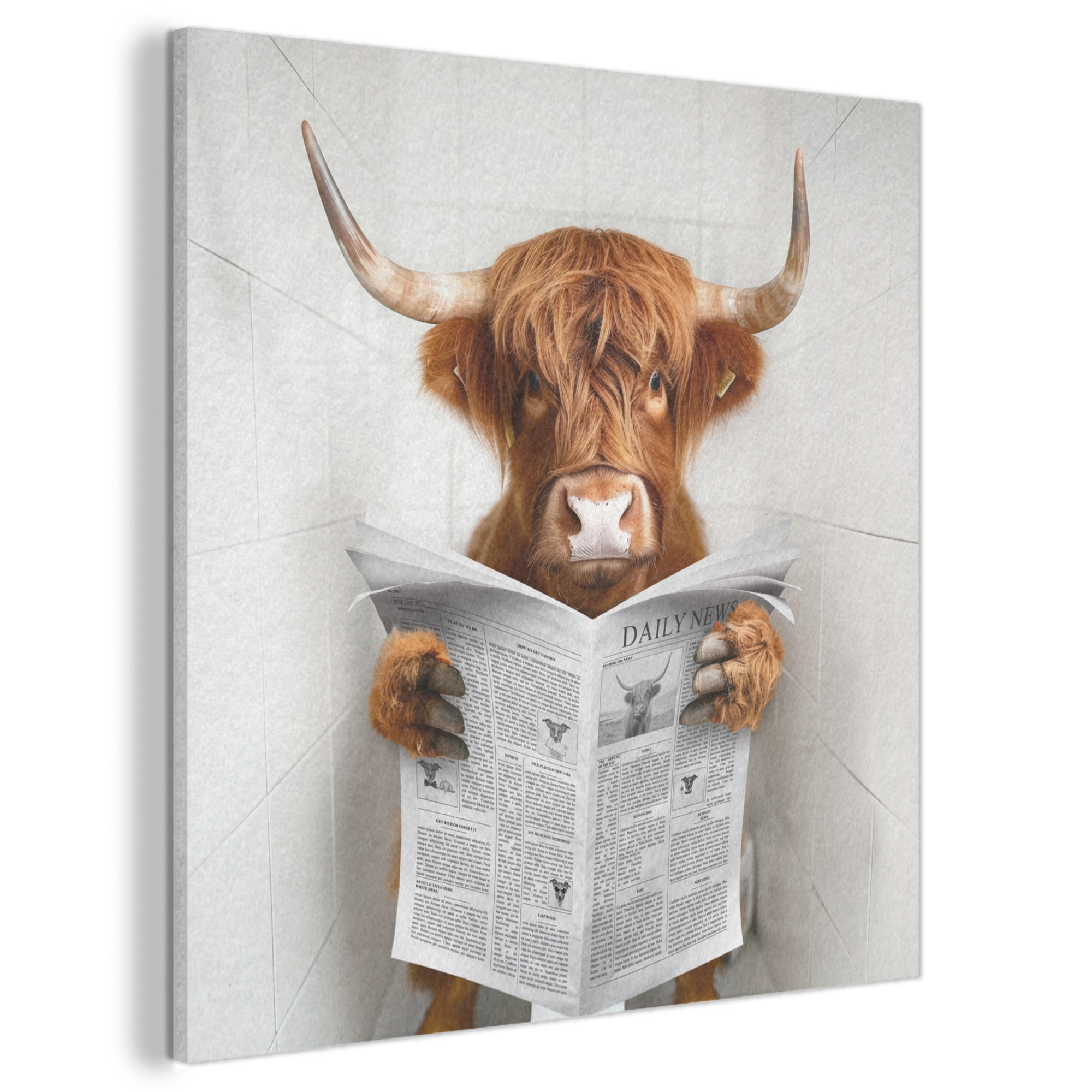 AKUSTIKBILD Schottischer Highlander - Tier - Zeitung - Toilette Akustikpaneele 90x90 cm - Kastanienfarben, Kunststoff (90/90/0.9cm) - MuchoWow