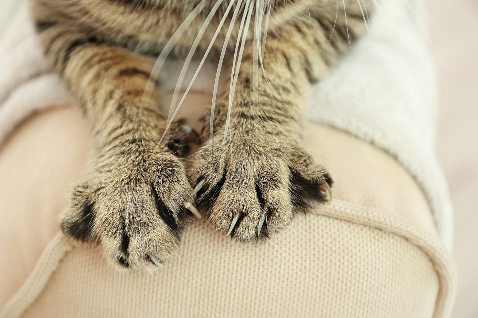 Welches Sofa bei Katze