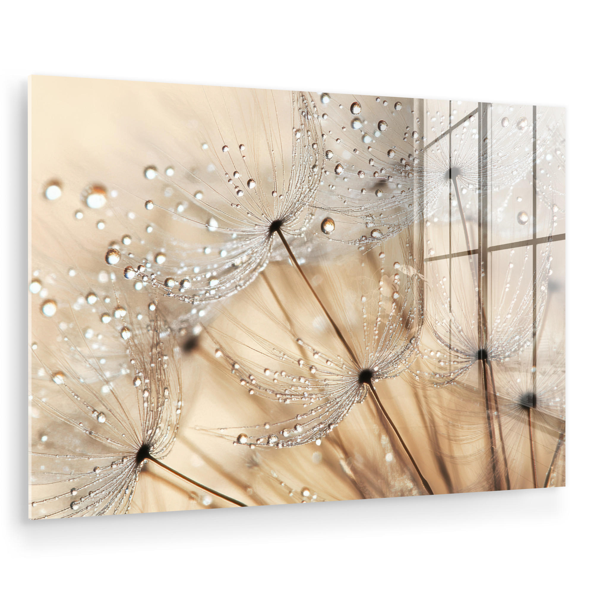 ACRYLGLASBILD Löwenzahn - Abstrakt - Natur - Beige 60x40 cm - Braun, Glas (60/40cm) - MuchoWow