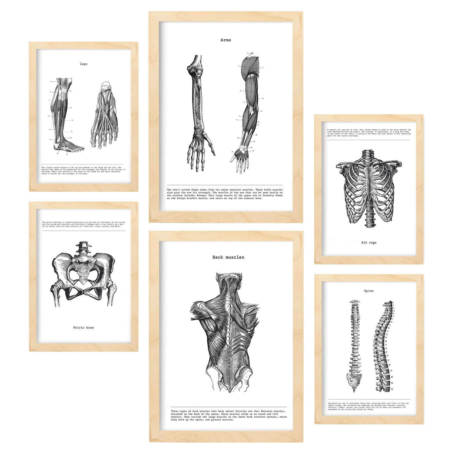 POSTER Set Mit 6 Anatomiebilder von Muskeln und Knochen, Rücken, Bein, Arm, Wirbelsäule, Becken, Rippen A3 & A4 Rahmen Aus Hellem Holz - Beige, Papier (29/3cm) - Nacnic