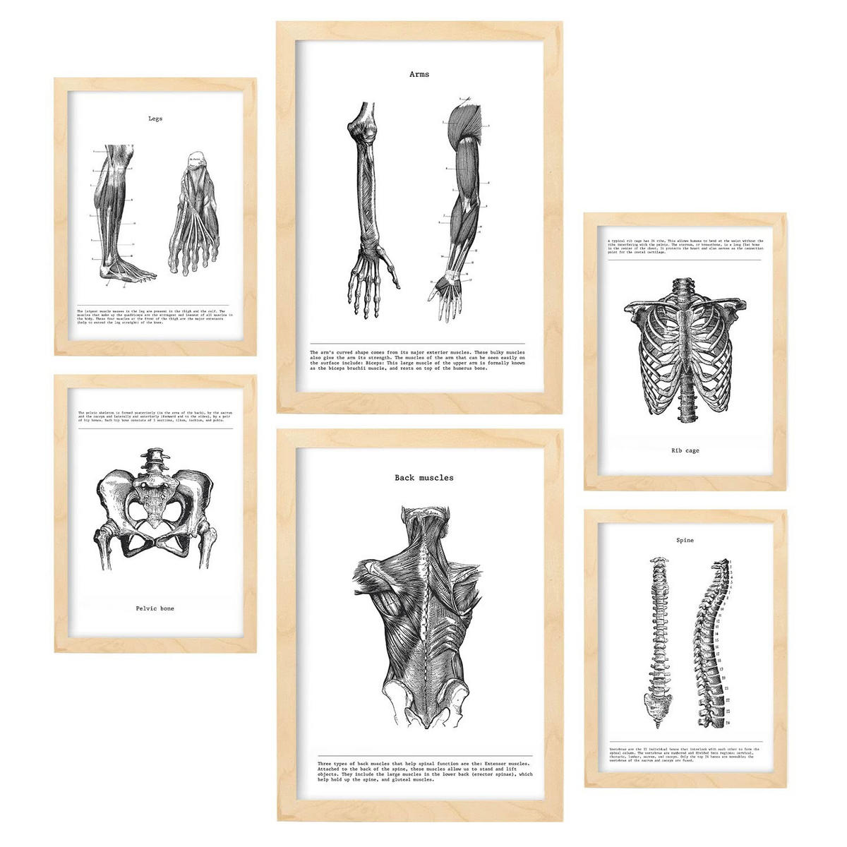 POSTER Set Mit 6 Anatomiebilder von Muskeln und Knochen, Rücken, Bein, Arm, Wirbelsäule, Becken, Rippen A3 & A4 Rahmen Aus Hellem Holz - Beige, Papier (29/3cm) - Nacnic