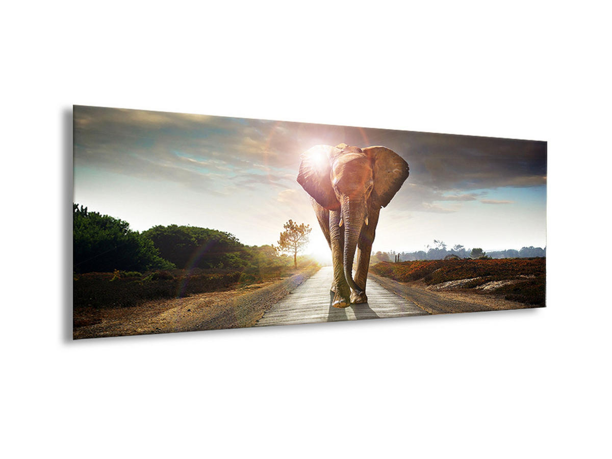 GLASBILD 80x30 cm Elefant - Gelb, Glas (80/30cm) - artissimo