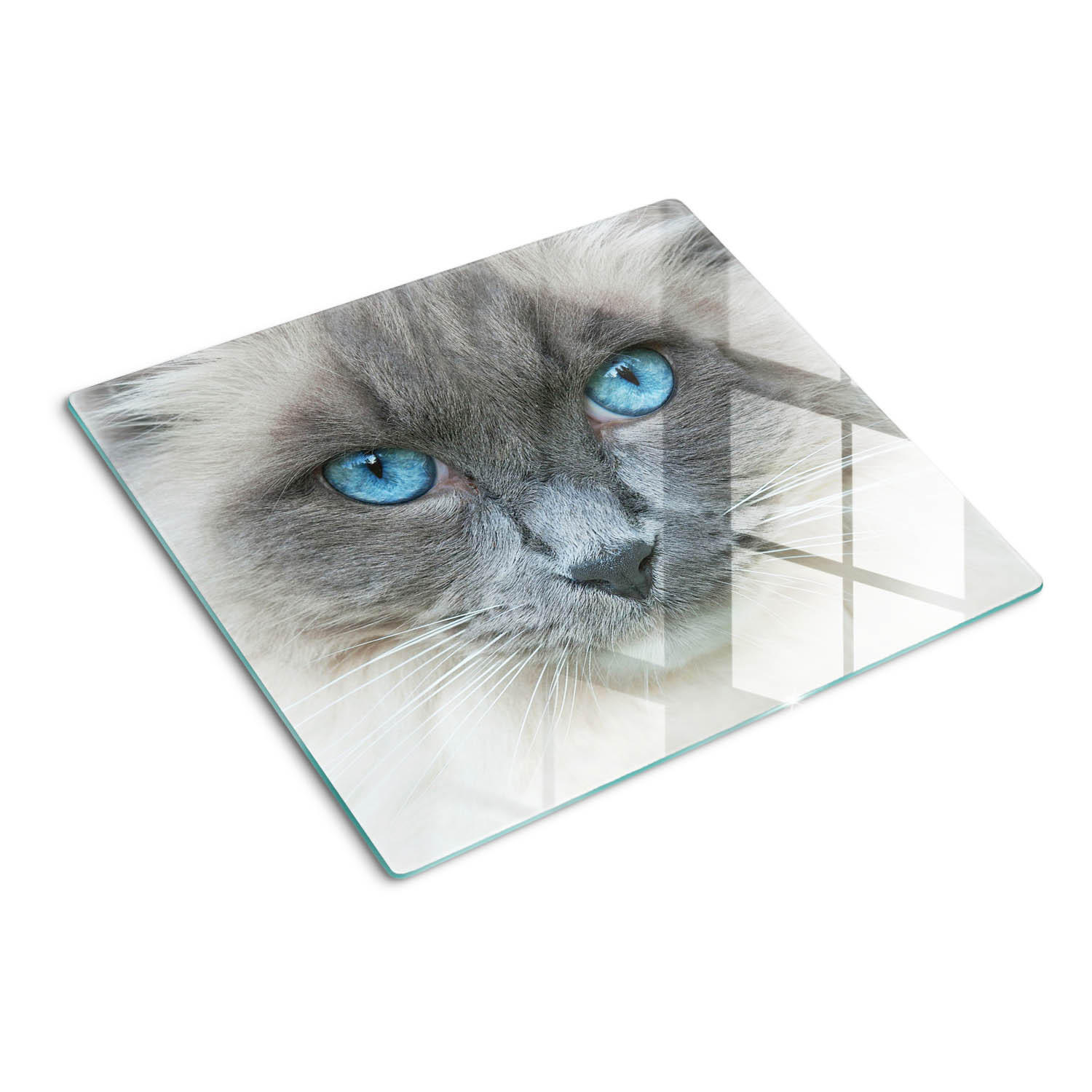 GLASPLATTE 60x52 cm Katze mit blauen Augen - Blau, Glas (60/0.4/52cm) - TULUP