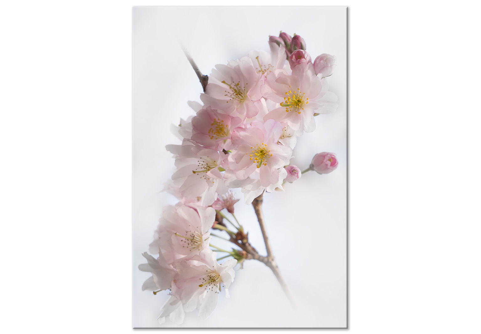 KUNSTDRUCK Grau 60/90 cm - Pink/Grau, Textil (60/90cm) - KUNSTLOFT