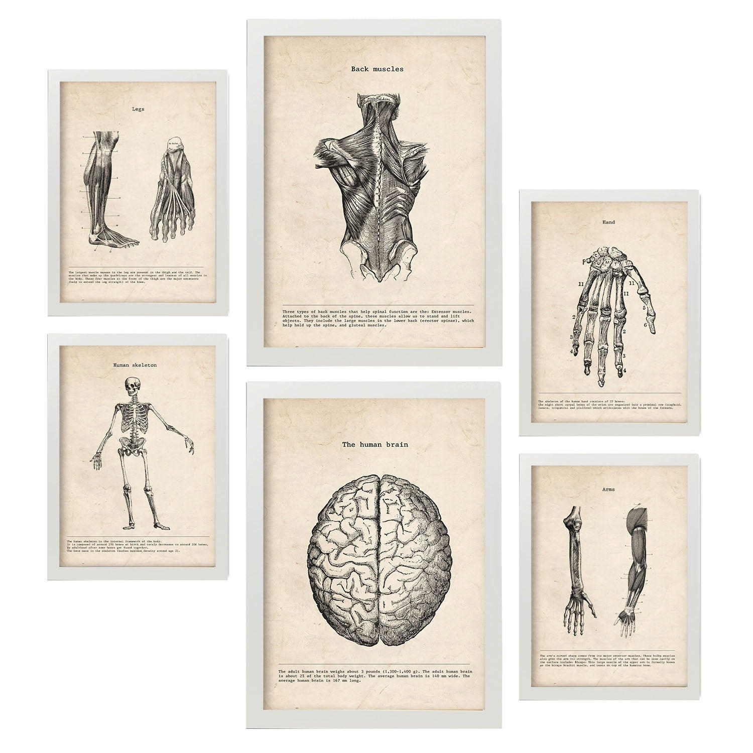 POSTER Set Mit 6 Gliedmaßen & Gehirn Medizinische Illustrationen Im Vintage Stil Von Anatomie, Körperteilen, Knochen & Muskeln A3 & A4 Weißer Rahmen - Weiß, Papier (29/3cm) - Nacnic