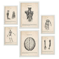 POSTER Set Mit 6 Gliedmaßen & Gehirn Medizinische Illustrationen Im Vintage Stil Von Anatomie, Körperteilen, Knochen & Muskeln A3 & A4 Weißer Rahmen - Weiß, Papier (29/3cm) - Nacnic