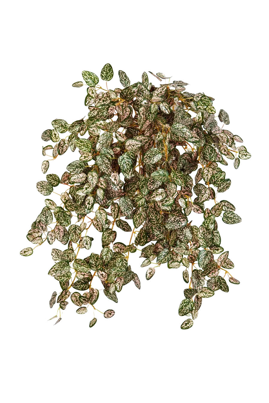 KUNSTPFLANZE Künstliche Hypoestes - Eliah - Grün, Kunststoff (1cm) - aplanta