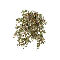 KUNSTPFLANZE Künstliche Hypoestes - Eliah - Grün, Kunststoff (1cm) - aplanta