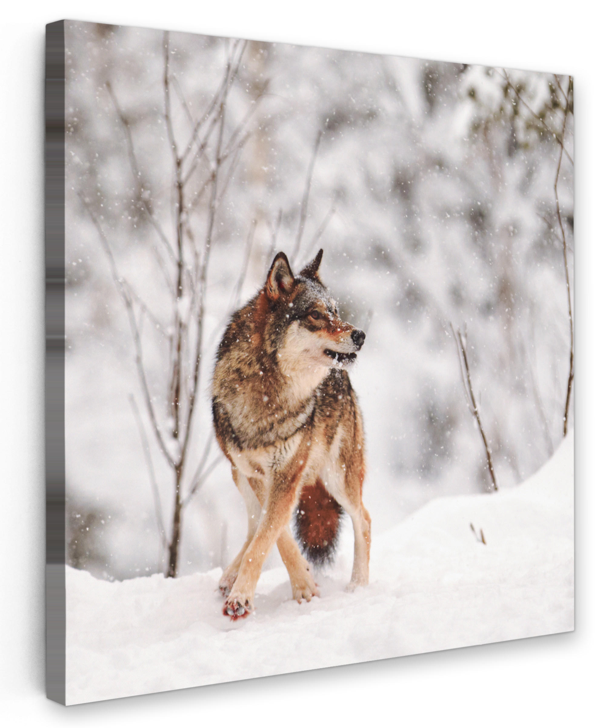LEINWANDBILD Wolf - Winter - Schnee - Natur - Tiere 90x90 cm - Haselnussfarben, Textil (90/90cm) - MuchoWow
