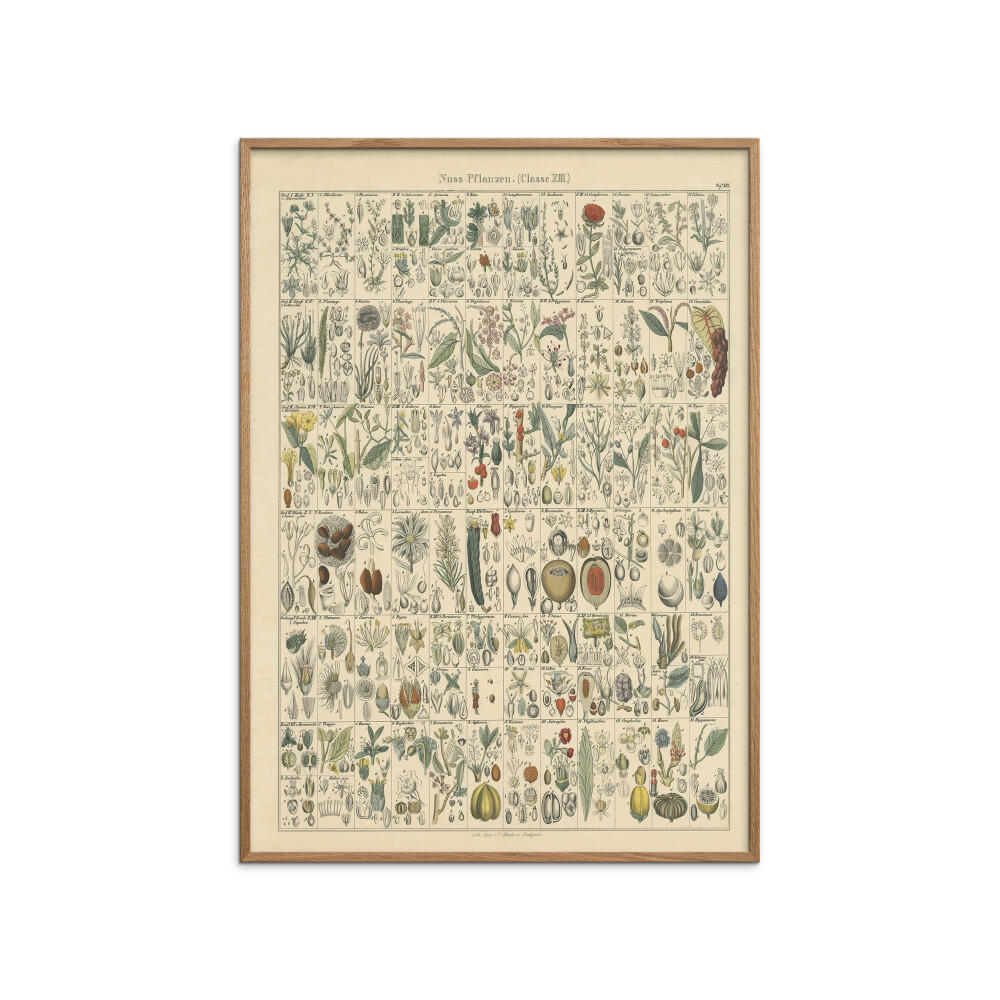 POSTER mit Rahmen Wild Apple - Flora Chart II - Eichefarben/Grün, Holz/Papier (50/70cm) - Poster&Frame