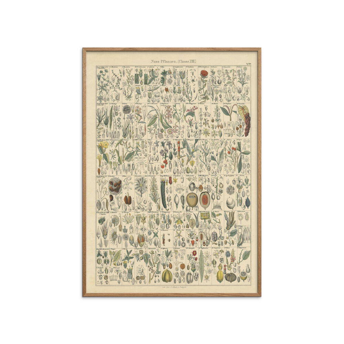 POSTER mit Rahmen Wild Apple - Flora Chart II - Eichefarben/Grün, Holz/Papier (50/70cm) - Poster&Frame