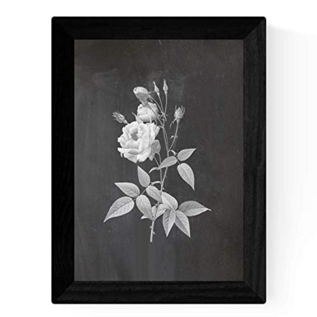 POSTER Set mit 4 Botanischen Stils Rosa weich Schwarz Hintergrund A3 Rahmenlos - Klar, Papier (29.7/3cm) - Nacnic