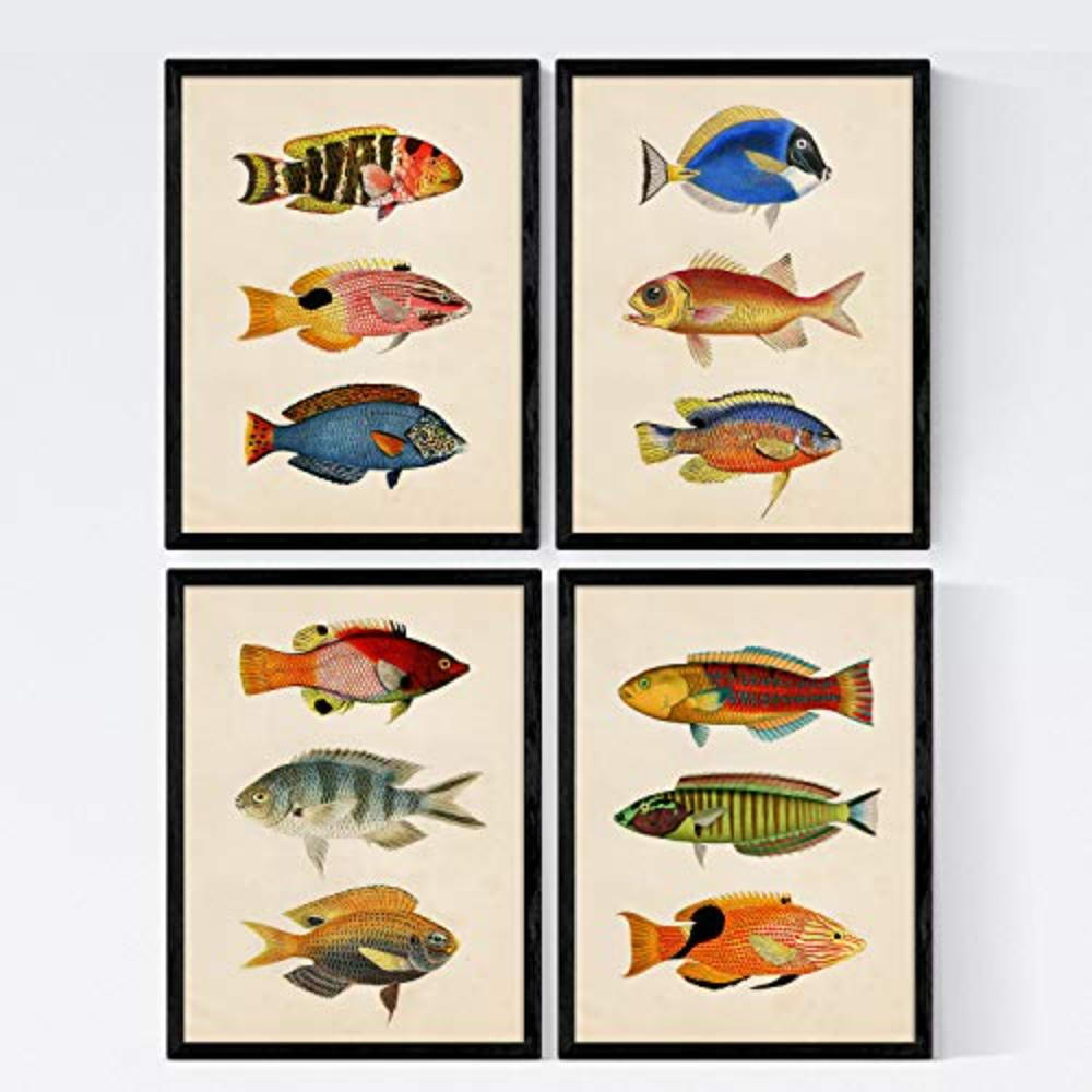 POSTER Set mit 4 Baltisch von 12 verschiedenen Fischen A4 Rahmenlos - Klar, Papier (29.7/3cm) - Nacnic