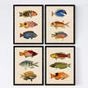 POSTER Set mit 4 Baltisch von 12 verschiedenen Fischen A3 Rahmenlos - Klar, Papier (29.7/3cm) - Nacnic