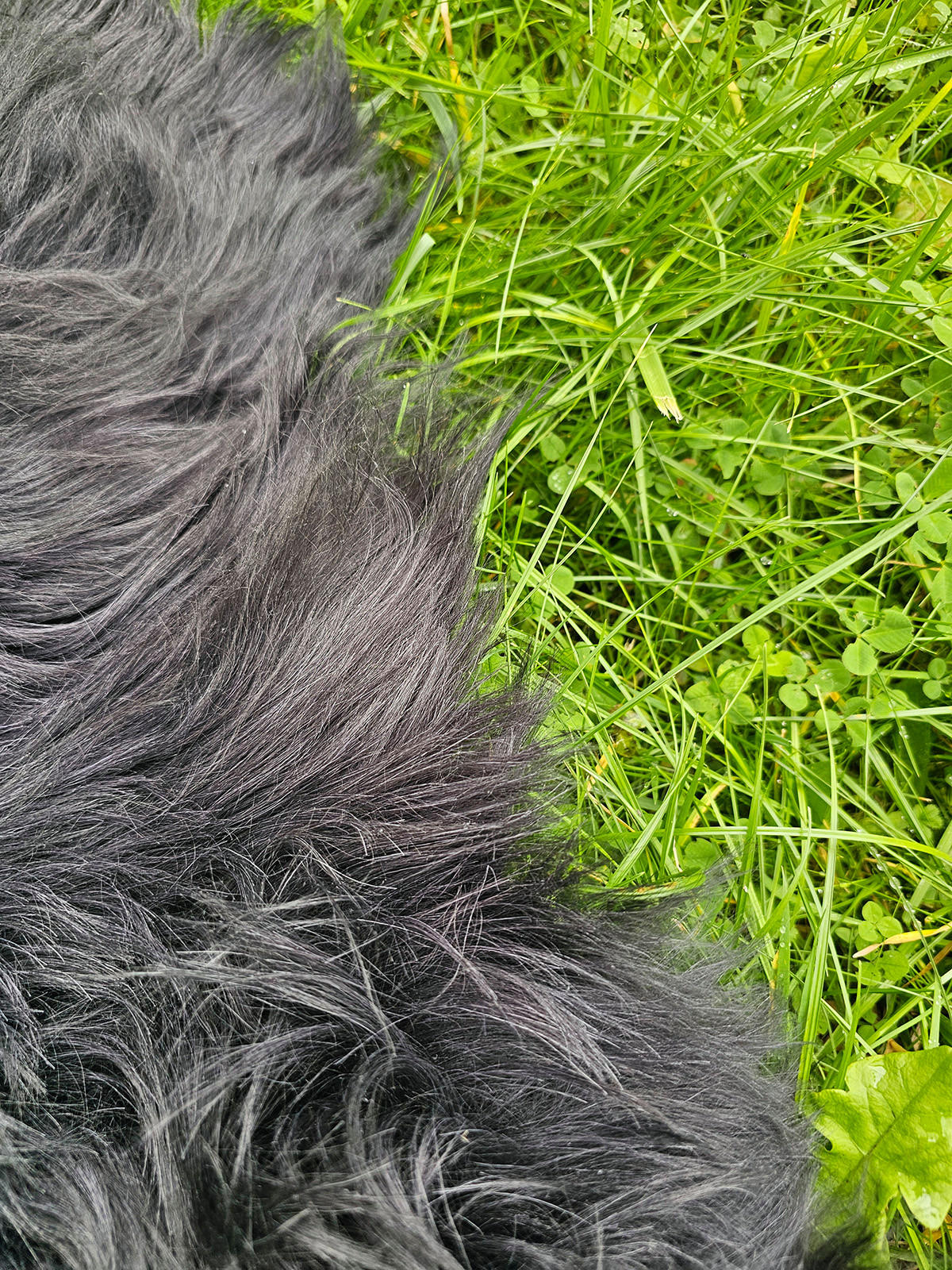 SCHAFFELL Island Anthrazit Schwarz geschoren ca. 120 cm - Anthrazit/Schwarz, Fell (70/120cm) - Provellus