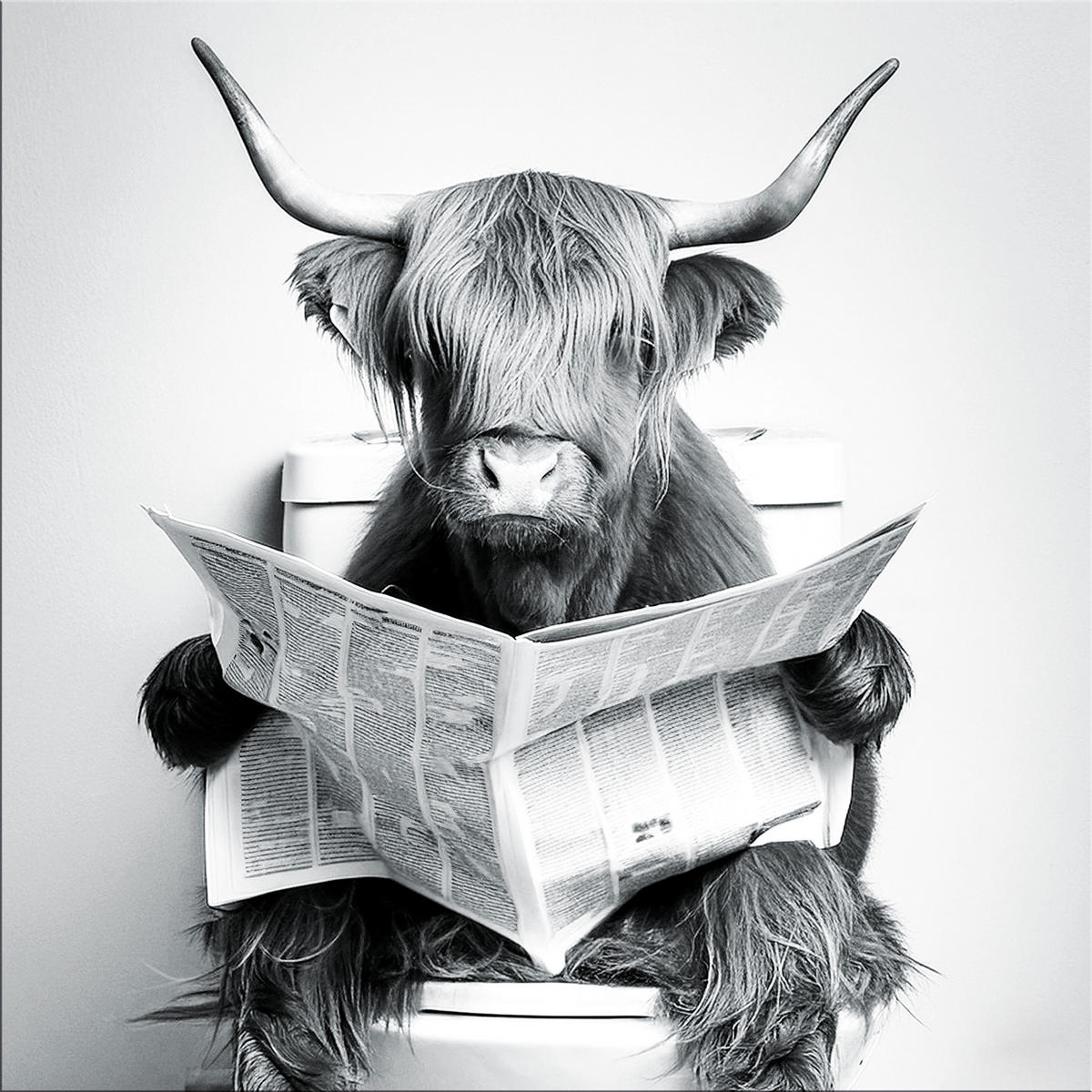 GLASBILD 50x50 cm Hochlandrind lustig schwarz weiß - Weiß, Glas (50/50cm) - artissimo