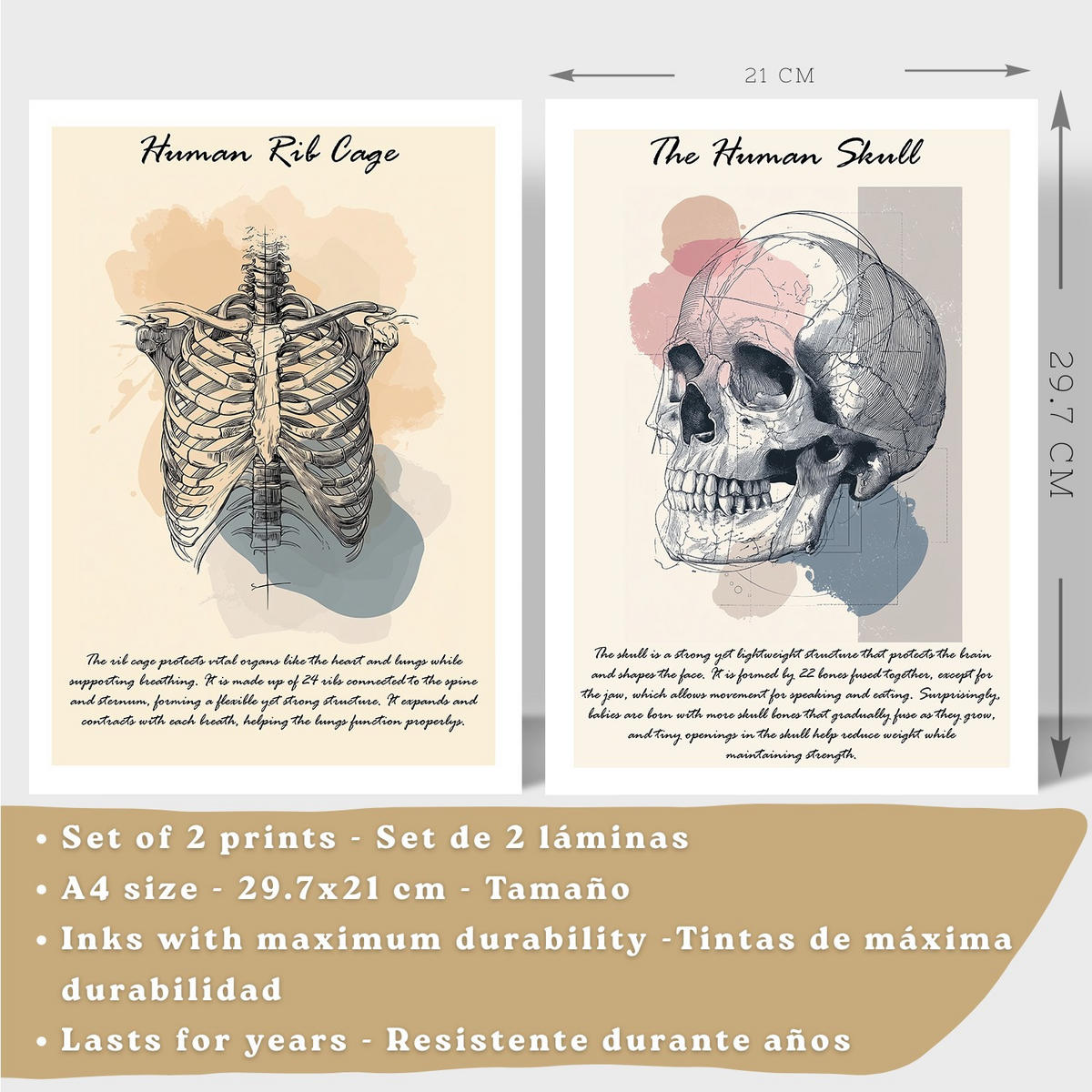POSTER Set aus 2 Anatomie Mensch Lernposter Drucke und Wandbilder mit Skelett Rippen und Schädel Klinik Büro Dekoration Größe Weißer Rahmen A4 - Weiß, Papier (21/29.7/3cm) - Nacnic