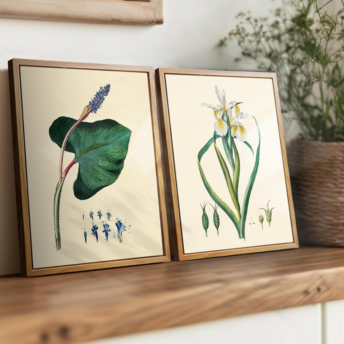 LEINWANDBILD mit Rahmen Iris Botanisch 20 x 25 cm - Multicolor, Holz (20/0.5cm)
