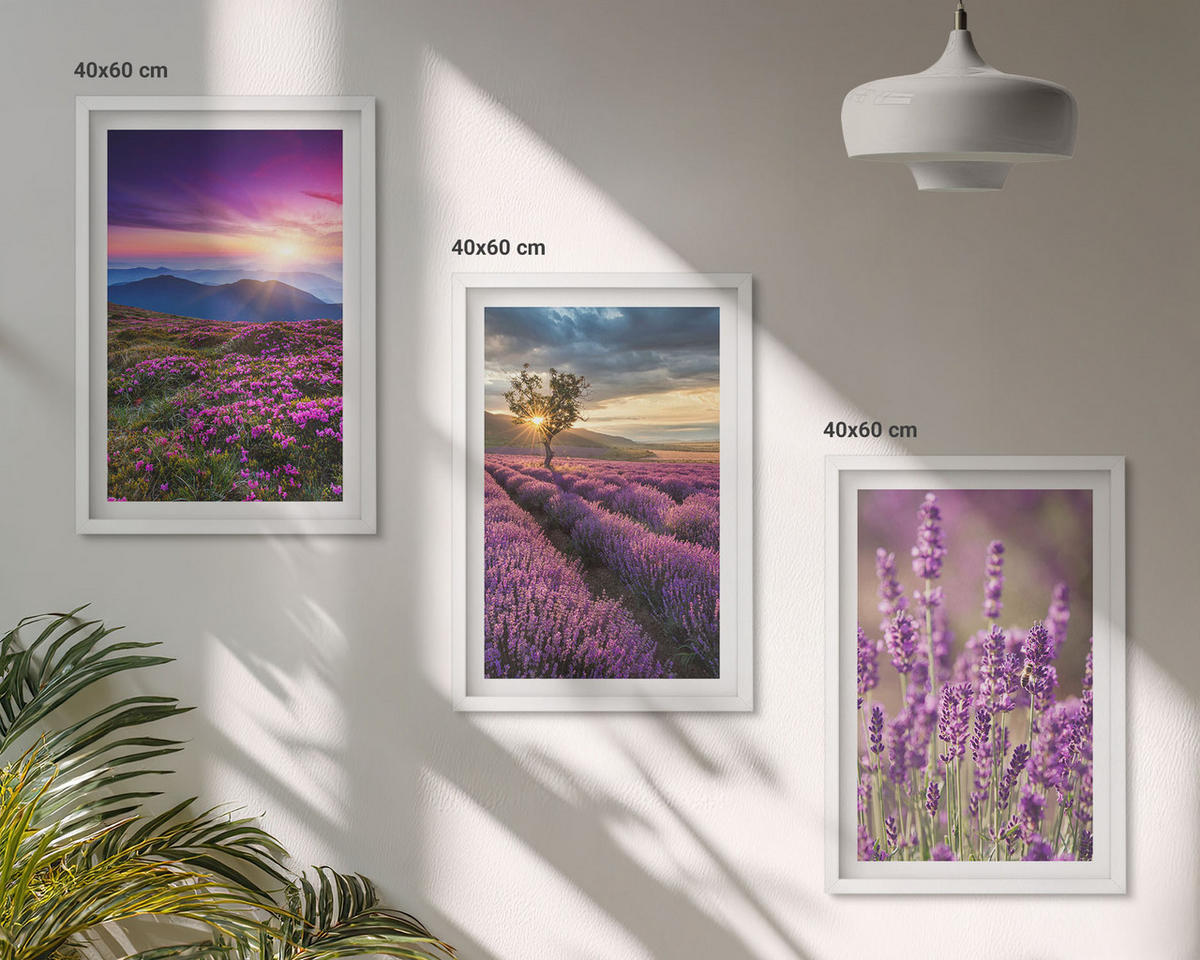 BILDER SET 3er Set - 40x60 cm Weißer Rahmen - Sonnenuntergang auf Lavendelfeldern - Weiß, Kunststoff (40/60cm) - TULUP