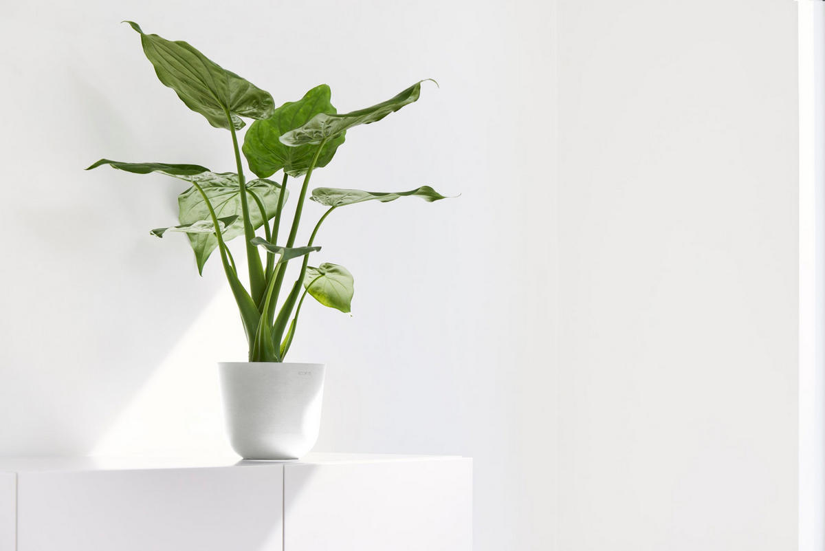 BLUMENTOPF Oslo Mini 16/13,7 cm Weiß - Weiß, Kunststoff (16/13.7cm) - Ecopots