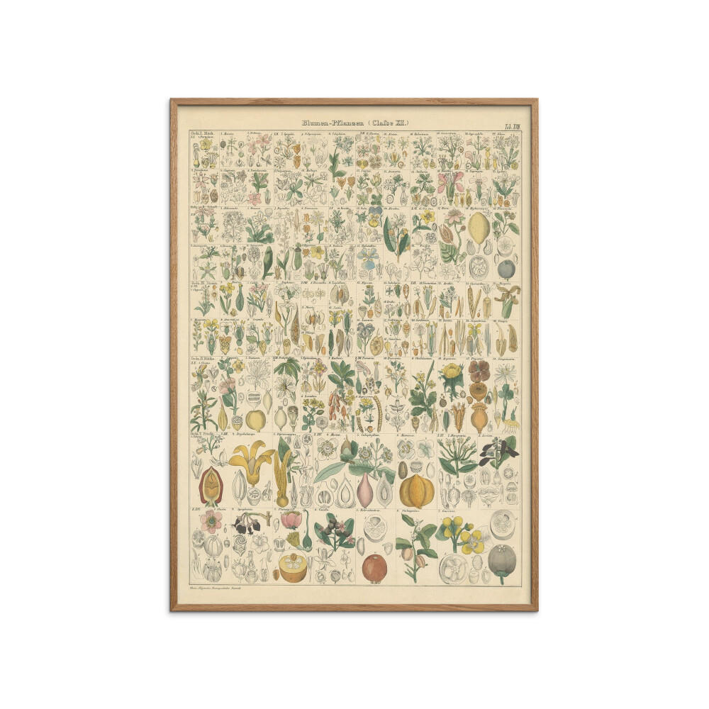 POSTER mit Rahmen Wild Apple - Flora Chart I - Eichefarben/Grün, Holz/Papier (30/40cm) - Poster&Frame
