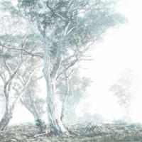 FOTOTAPETE Bäume 300 x 280 cm - Grün, Papier (300/280cm) - Sanders & Sanders
