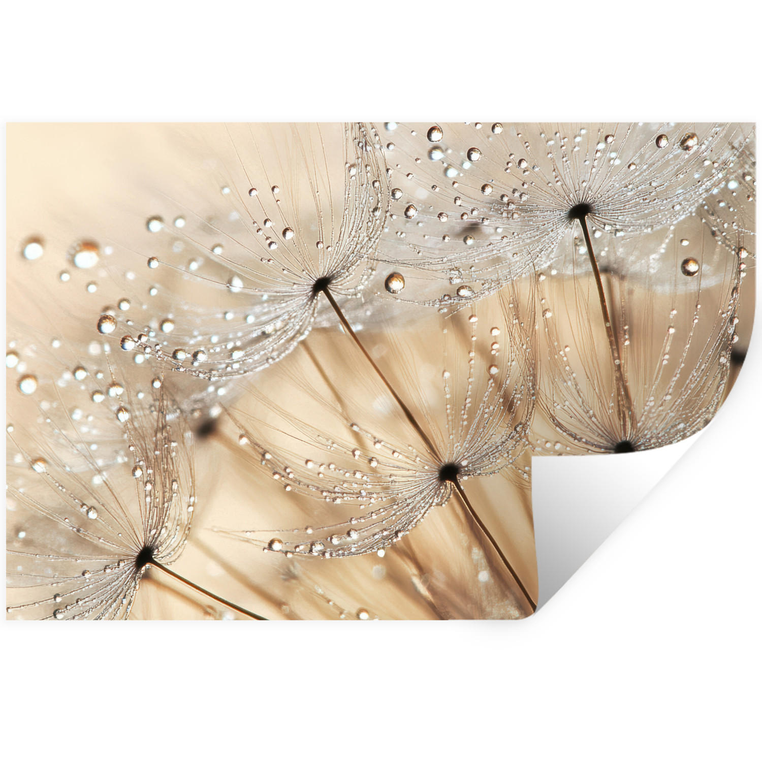 WANDTATTOO Löwenzahn - Abstrakt - Natur - Beige 60x40 cm - Braun, Kunststoff (60/40/0.1cm) - MuchoWow