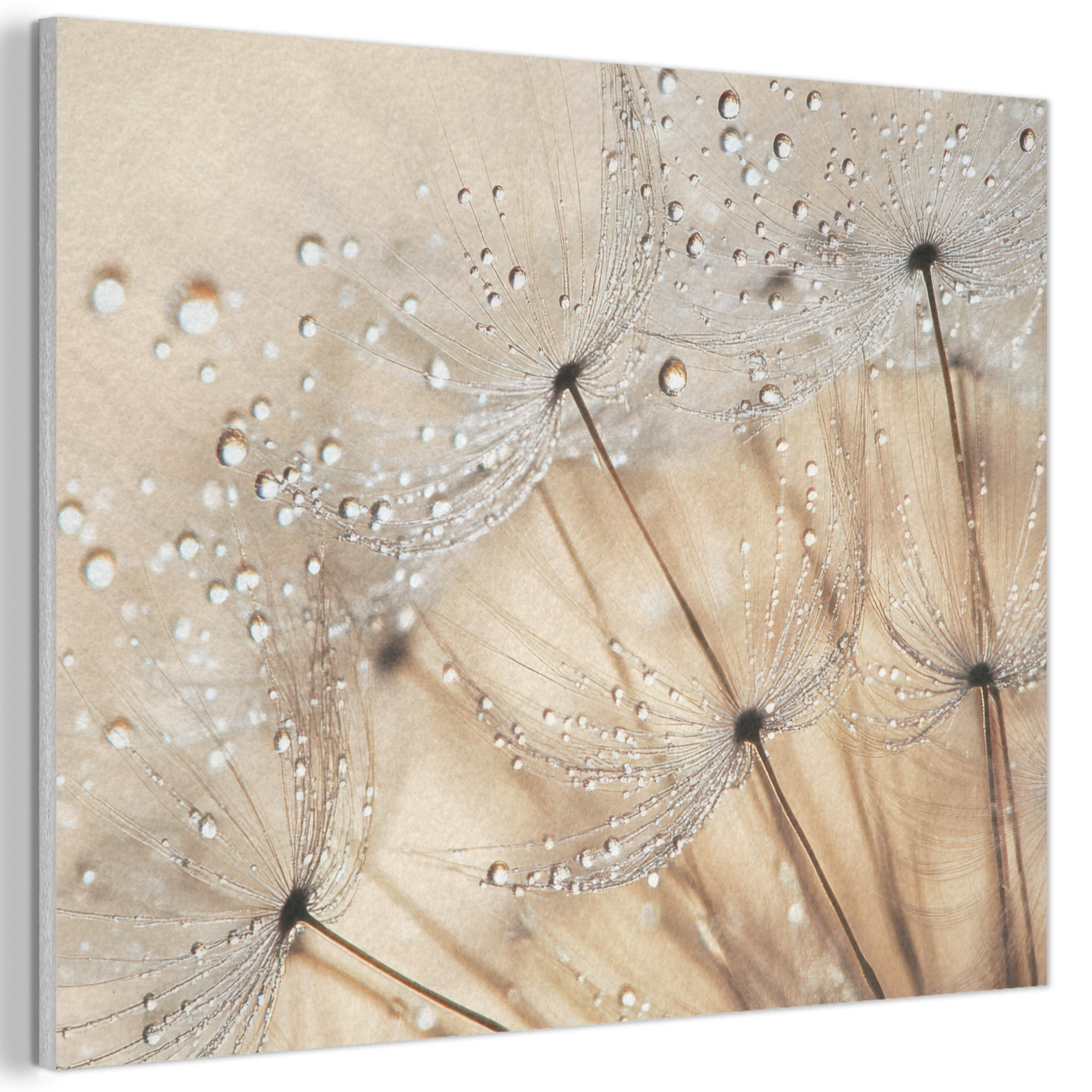 AKUSTIKBILD Löwenzahn - Abstrakt - Natur - Beige Wanddeko 70x50 cm - Braun, Kunststoff (70/50/0.9cm) - MuchoWow