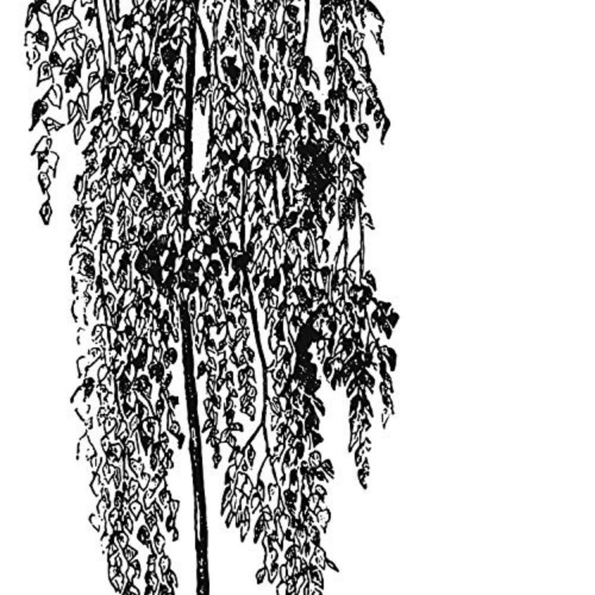 POSTER Set mit 4 Blättern der Bäume unterschiedlicher Blätter weiß 20x20cm Rahmenlos - Klar, Papier (20/3cm) - Nacnic