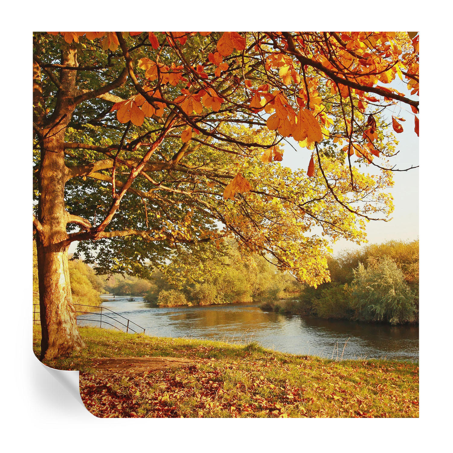 FOTOTAPETE 250x250 cm - Küstenherbst - Gelb, Textil (250/250cm) - Wallfluent