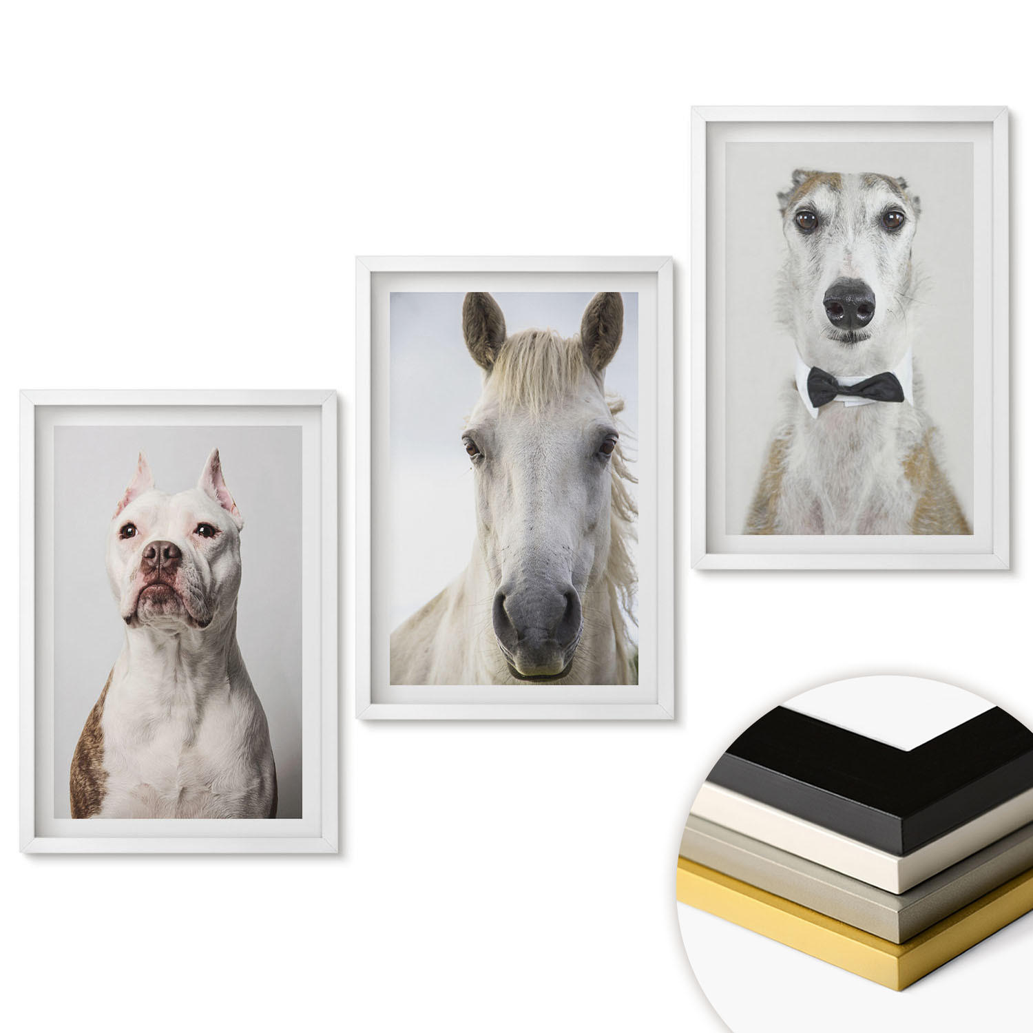 WANDBILDER 3er-Set - 40x60 cm Weißer Rahmen - Elegante Porträts von Hunden und Pferden - Weiß, Kunststoff (40/60cm) - ArtPrintCave