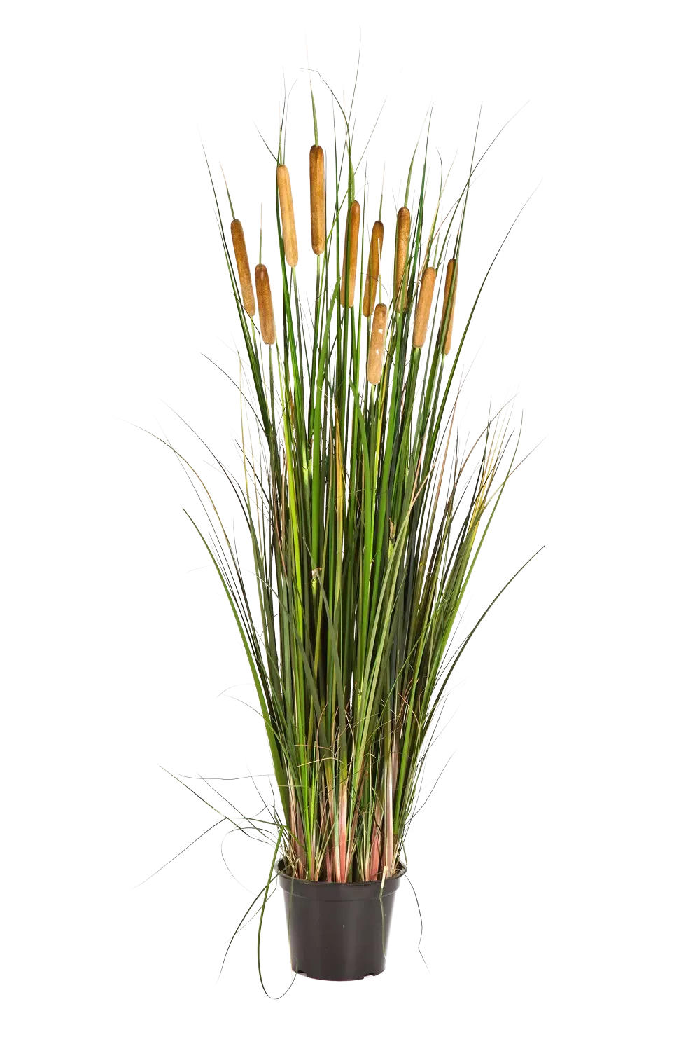 KÜNSTLICHES Rohrkolbengras - Kitty 120 cm - Grün, Kunststoff (120cm) - aplanta