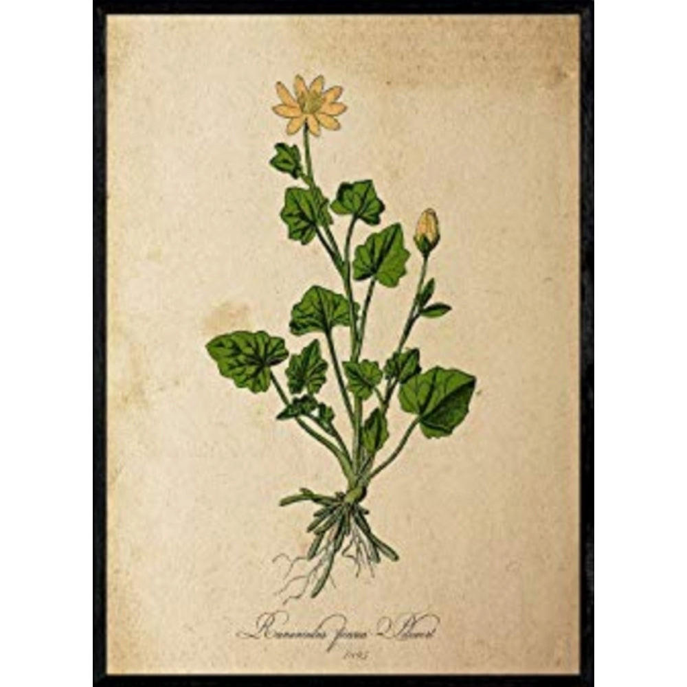 POSTER Pilewort. A4 Rahmenlos - Klar, Papier (29.7/5/21cm) - Nacnic