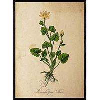 POSTER Pilewort. A4 Rahmenlos - Klar, Papier (29.7/5/21cm) - Nacnic