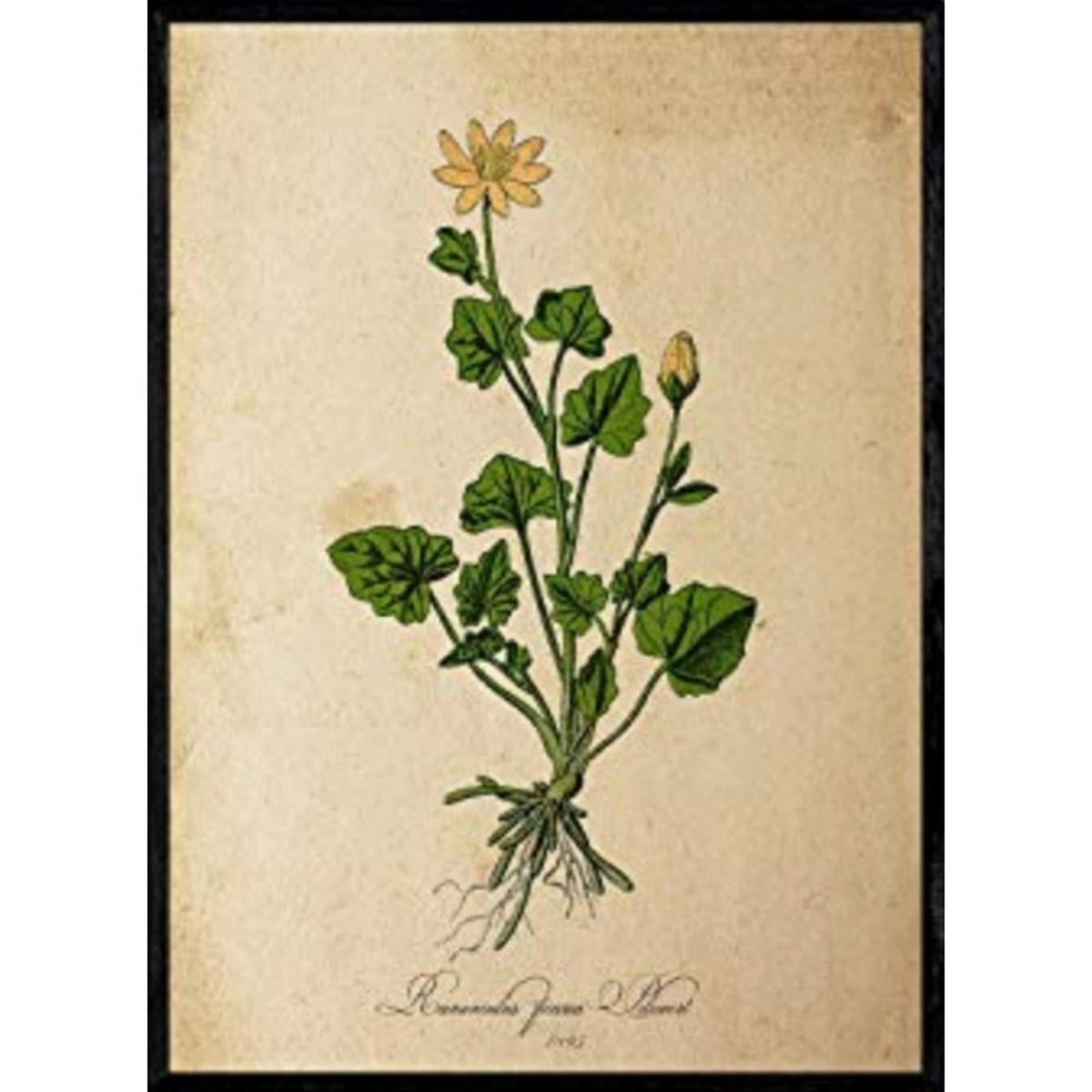 POSTER Pilewort. A4 Rahmenlos - Klar, Papier (29.7/5/21cm) - Nacnic