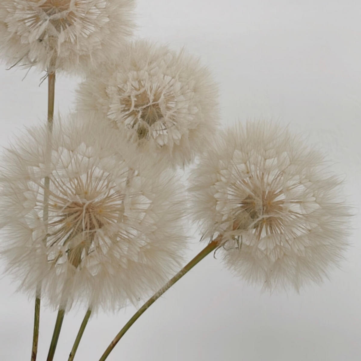 PUSTEBLUME getrocknet einzeln - weiß - Weiß, Naturmaterialien (30cm) - Lykke & You