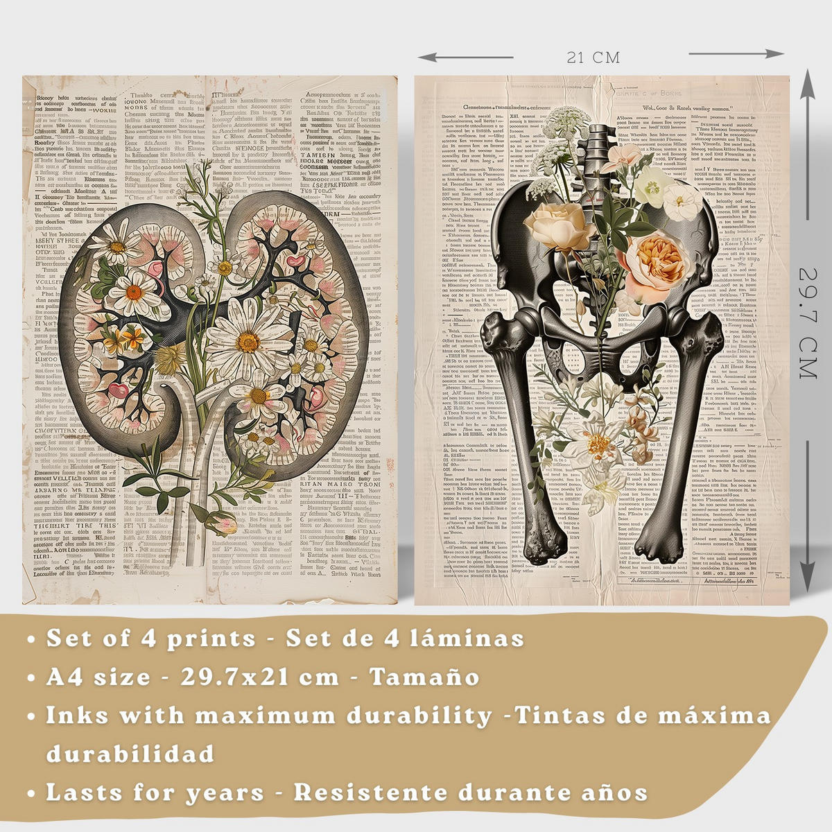 POSTER Set aus 4 Anatomie Drucke und Wandbilder mit Nieren Becken Knochen Hüfte Rippen Wirbelsäule Schädel Antiker Buch Stil Größe Schwarzer Rahmen A4 - Schwarz, Papier (21/29.7/3cm) - Nacnic
