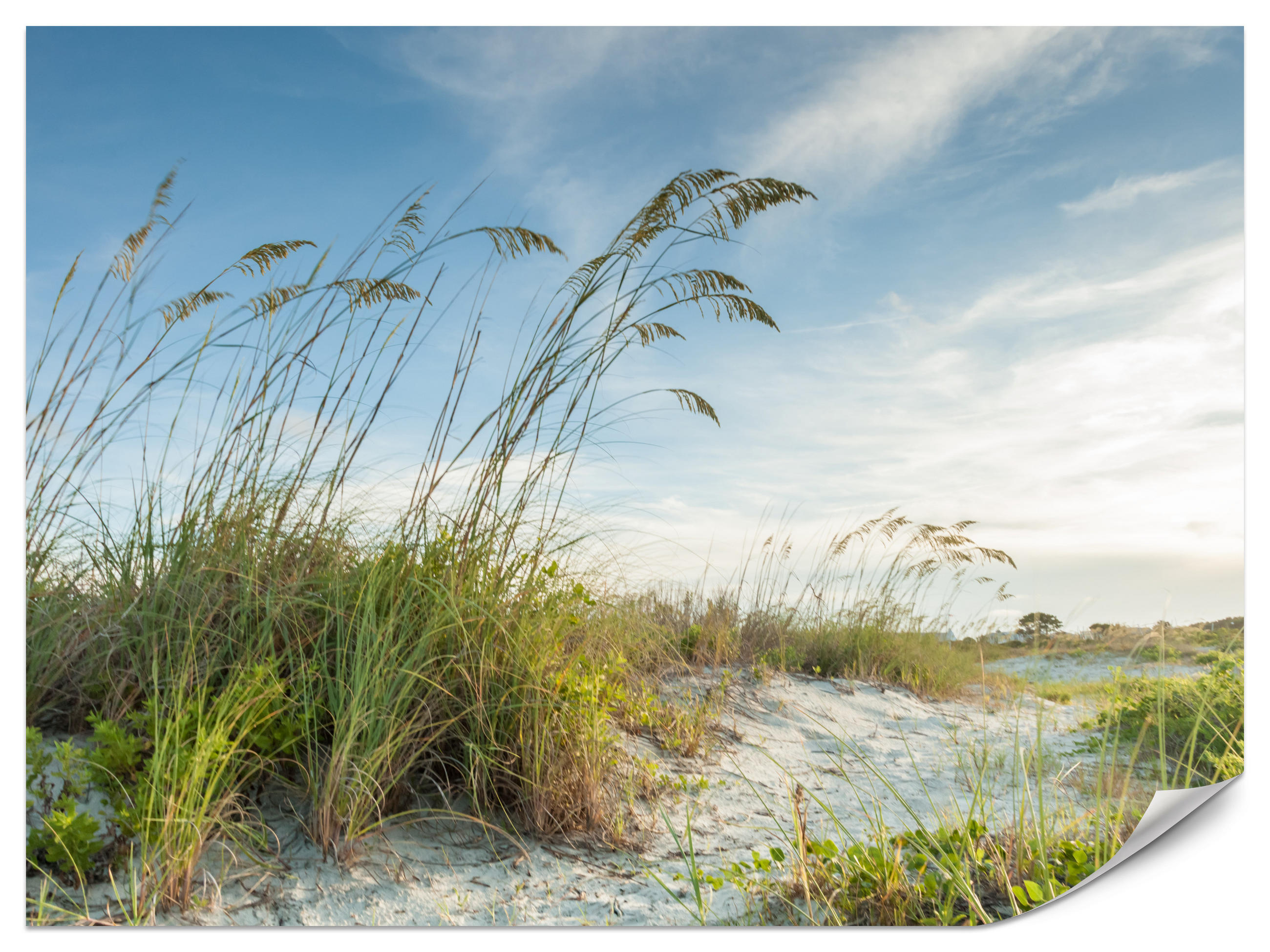 FOTOTAPETE für Schlafzimmer Dünen Pflanzen Strand Gras 400x280 - Blau/Beige, Papier (400/280cm) - Muralo