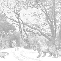 FOTOTAPETE Wald mit Waldtieren 350 x 279 cm - Schwarz, Papier (350/279cm) - ESTAhome