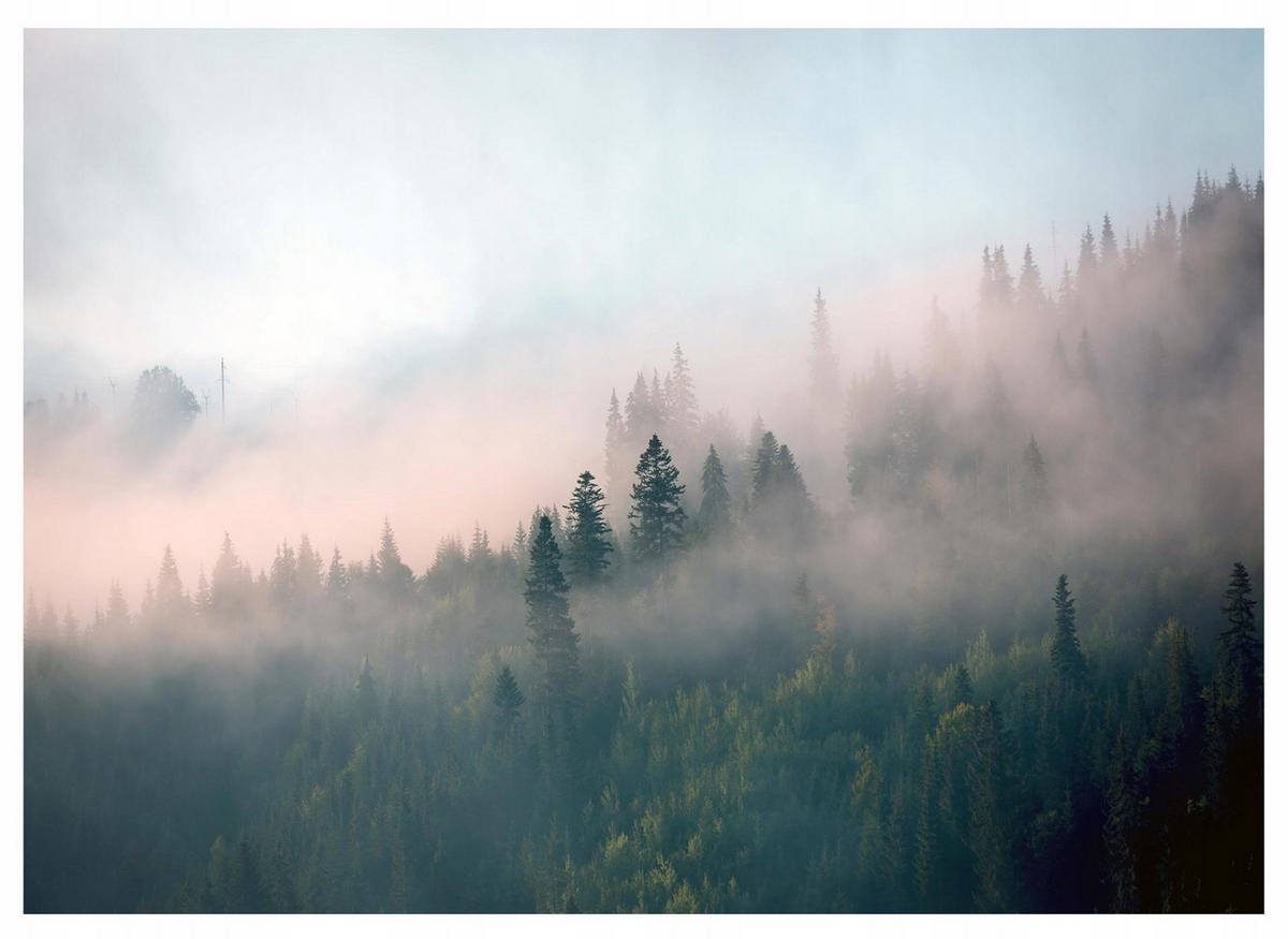 FOTOTAPETE Wald im Nebel 150x105 - Multicolor, Papier (150/105cm) - Wallarena