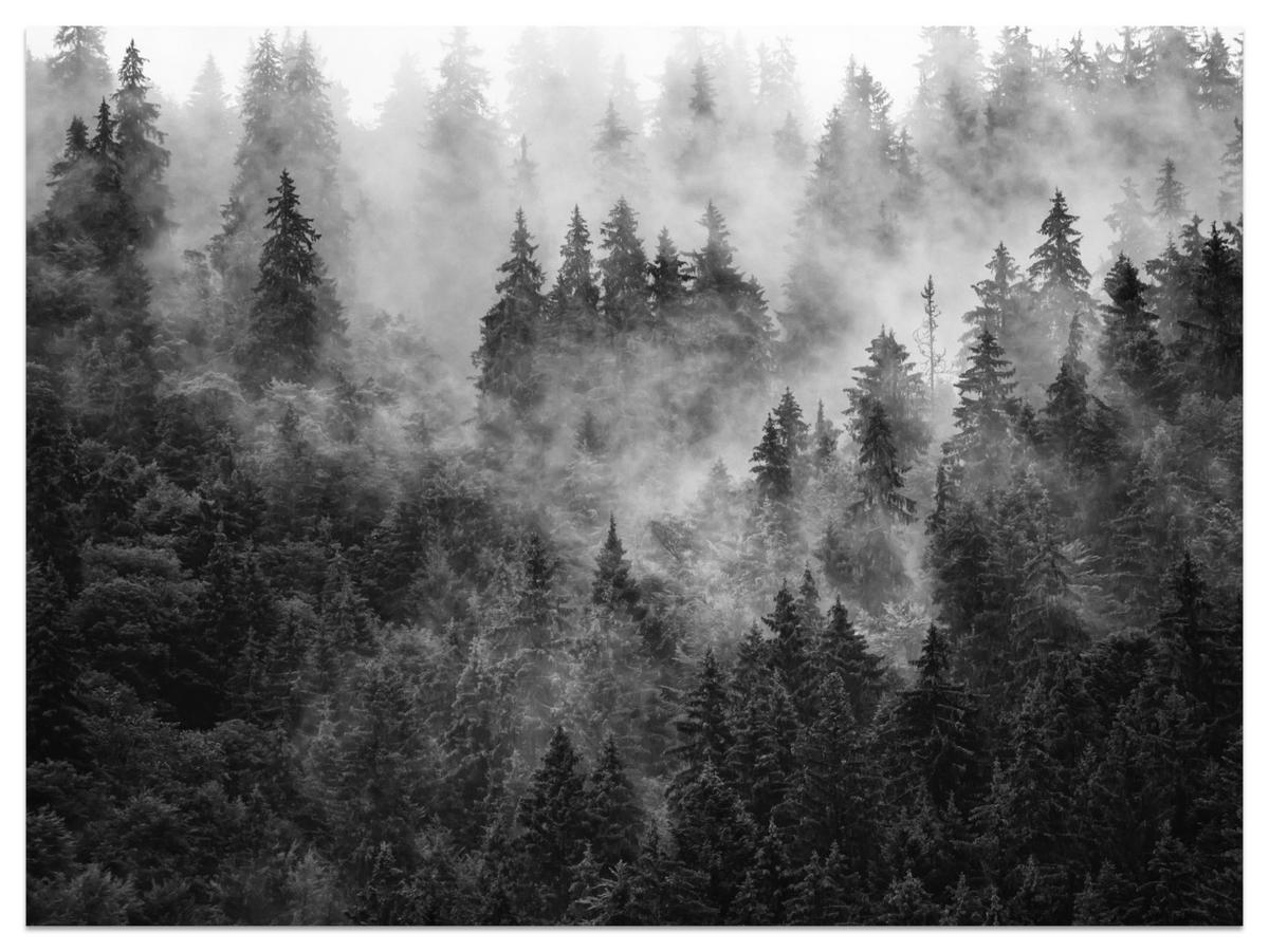 FOTOTAPETE für Wohnzimmer Dichter Nebel Forst Bäume 500x350 - Schwarz/Weiß, Papier (500/350cm) - Muralo