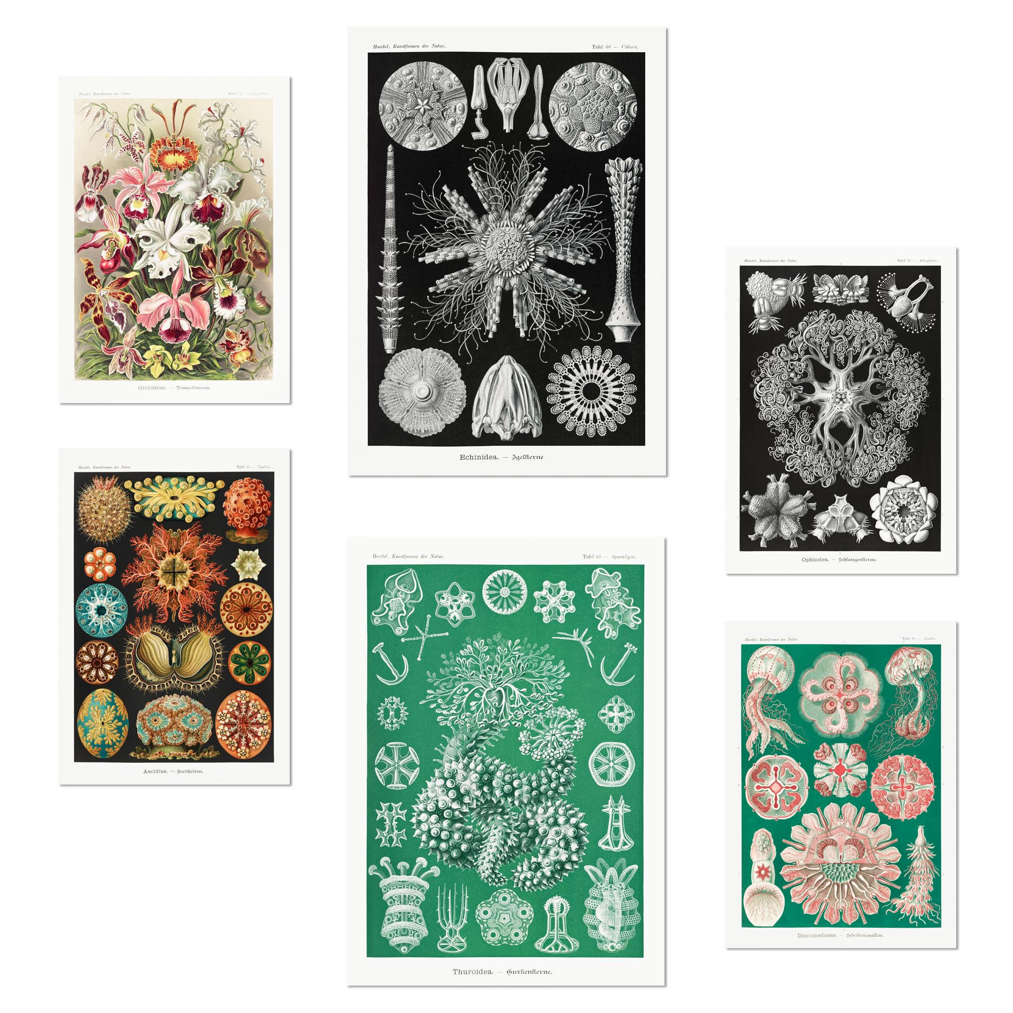 POSTER Set Mit 6 Botanisch Blumig A3 & A4 Rahmenlos - Klar, Papier (29/3cm) - Nacnic