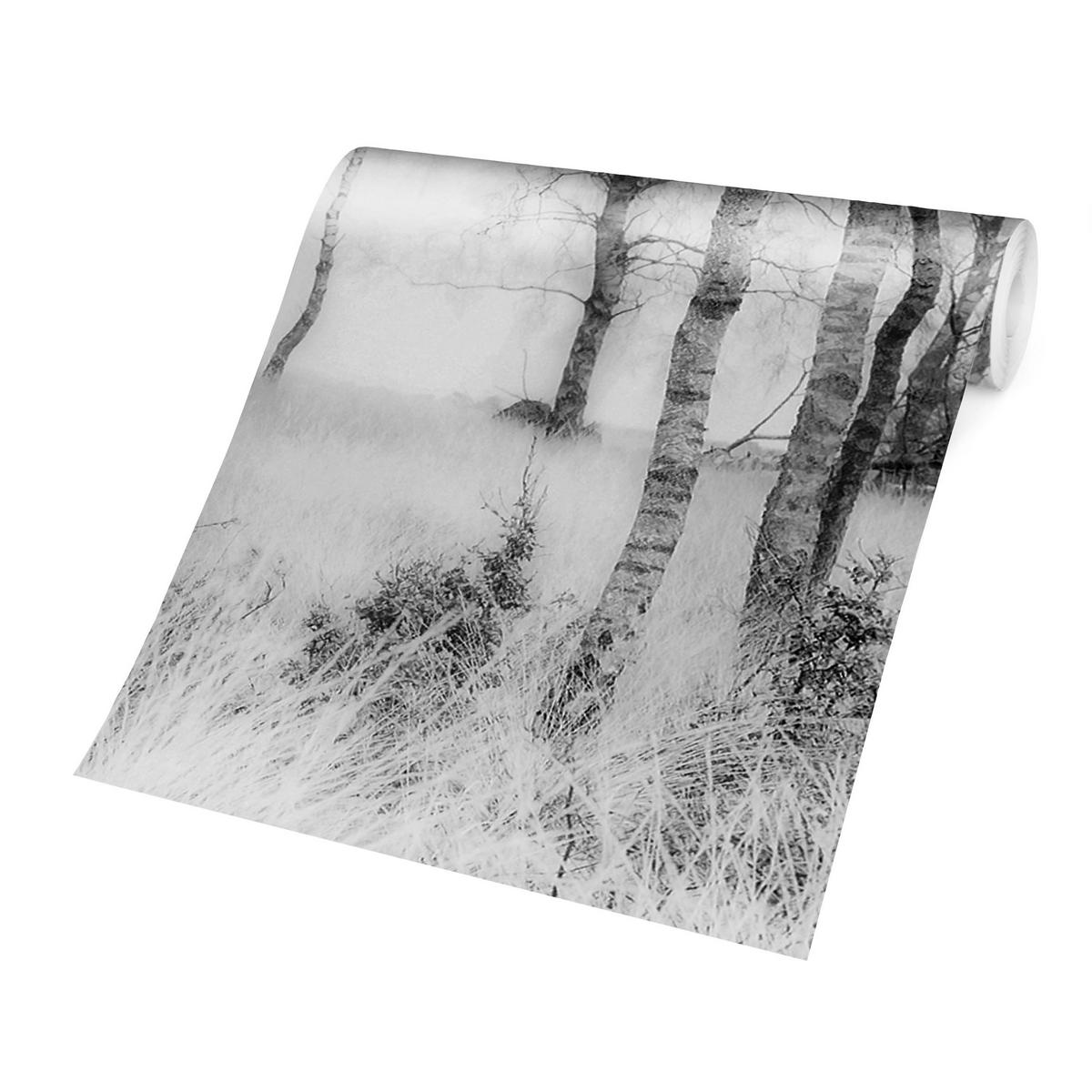 FOTOTAPETE Mystischer Birkenwald Schwarz-Weiß 336/225 cm - Schwarz, Papier (336/225cm) - Bilderwelten